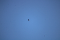 Falco peregrinus