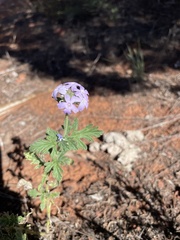 Glandularia gooddingii