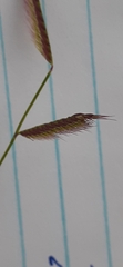Bouteloua barbata