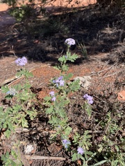 Glandularia gooddingii