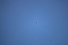 Falco peregrinus
