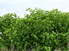 Reynoutria × bohemica