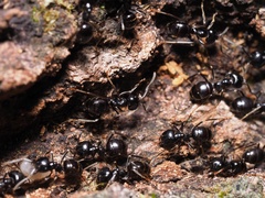 Lasius fuliginosus