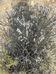 Eriocephalus ericoides