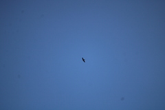 Falco peregrinus