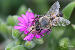 Apis mellifera capensis
