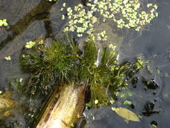 Ceratophyllum submersum