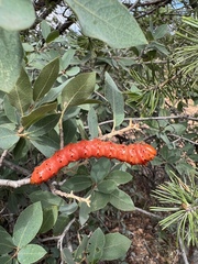 Anisota oslari