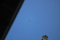 Phalacrocorax carbo