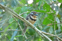 Hypnelus ruficollis