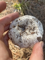 Russula brevipes acrior