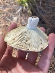 Russula brevipes acrior