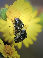 Acmaeodera gibbula