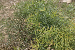 Vicia tenuifolia
