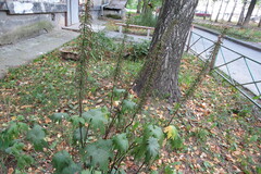 Ligularia przewalskii