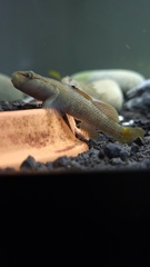 Rhinogobius niger