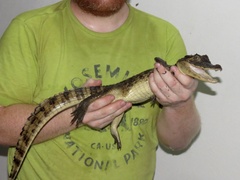 Caiman crocodilus