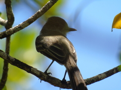 Myiarchus tyrannulus