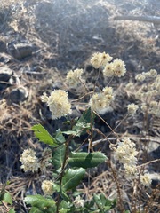 Pseudognaphalium californicum