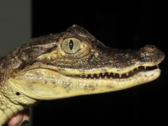 Caiman crocodilus