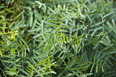 Vicia tenuifolia