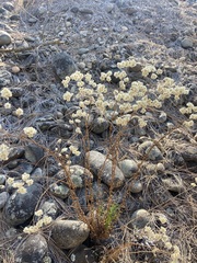 Pseudognaphalium californicum