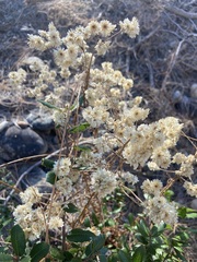 Pseudognaphalium californicum