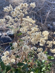 Pseudognaphalium californicum