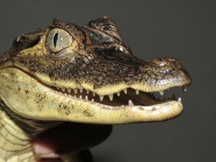 Caiman crocodilus