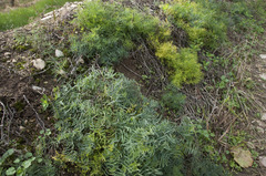 Vicia tenuifolia