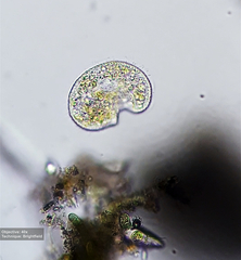 Colpoda
