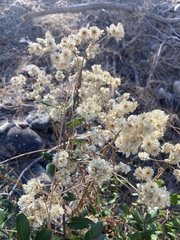 Pseudognaphalium californicum