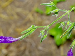 Ruellia occidentalis