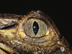 Caiman crocodilus