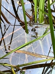 Lithobates clamitans