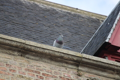 Columba livia domestica