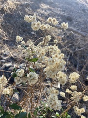 Pseudognaphalium californicum