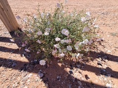 Oenothera pallida