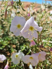 Oenothera pallida