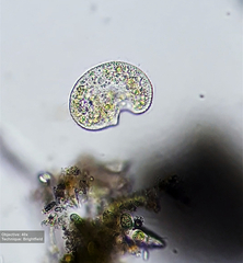 Colpoda