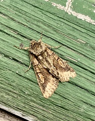 Allophyes oxyacanthae