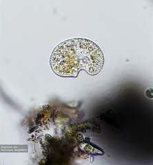 Colpoda