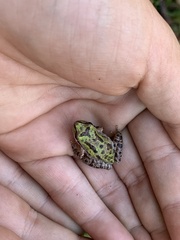 Pseudacris sierra