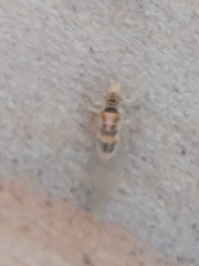 Thaumastocoris peregrinus