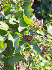 Euphydryas