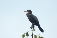 Nannopterum brasilianum