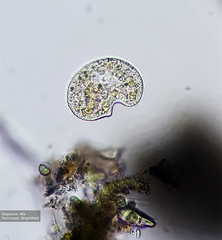 Colpoda