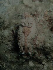 Glossodoris
