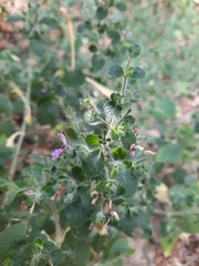 Brillantaisia pubescens