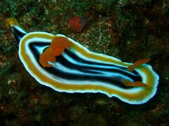 Chromodoris magnifica